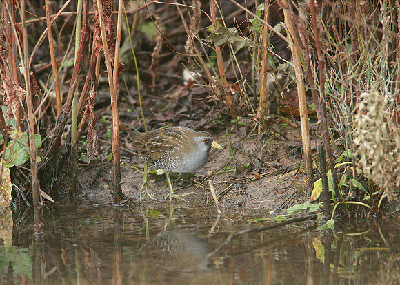Sora Porzana carolina