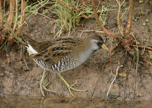 Sora Porzana carolina