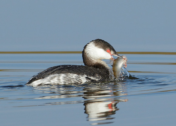 Slavonian Grebe Podiceps auritus
