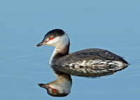 Slavonian Grebe Podiceps auritus