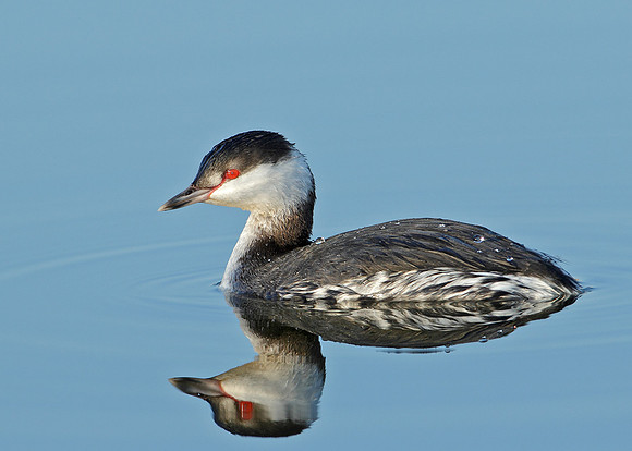 Slavonian Grebe Podiceps auritus