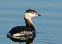 Slavonian Grebe Podiceps auritus
