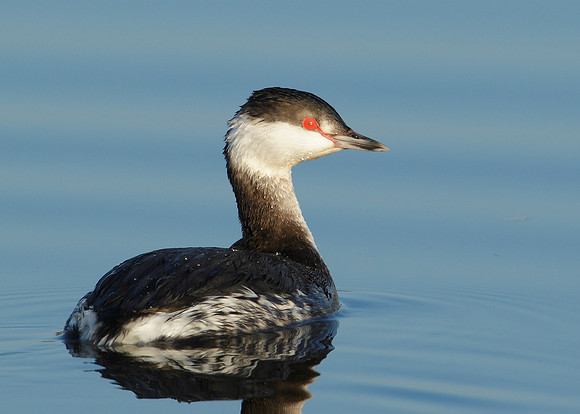 Slavonian Grebe Podiceps auritus