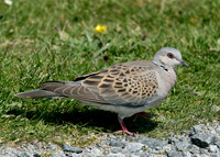 Turtle Dove Streptopelia turtur