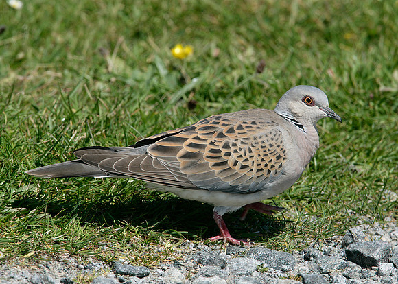 Turtle Dove Streptopelia turtur