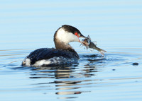 Slavonian Grebe Podiceps auritus