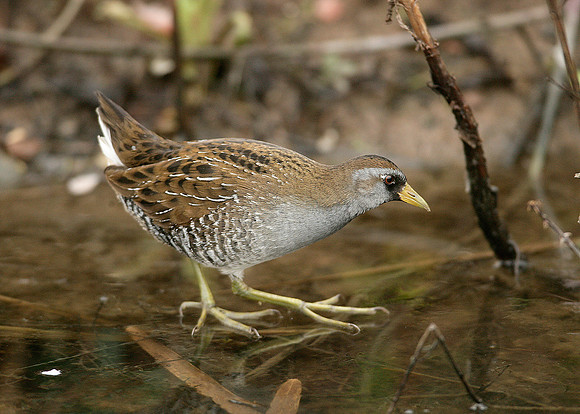 Sora Porzana carolina