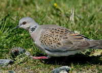 Turtle Dove Streptopelia turtur