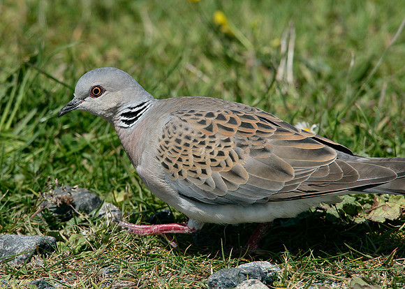 Turtle Dove Streptopelia turtur