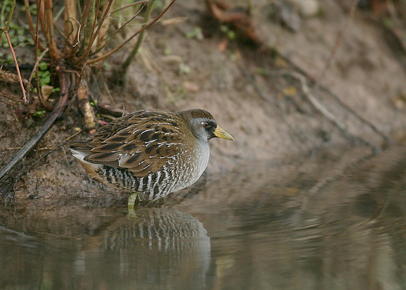 Sora Porzana carolina