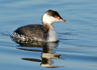Slavonian Grebe Podiceps auritus