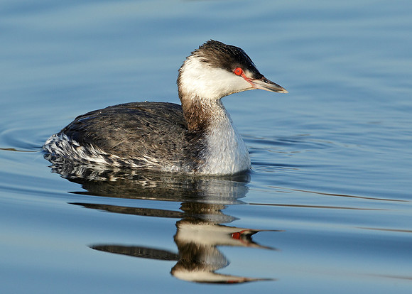 Slavonian Grebe Podiceps auritus