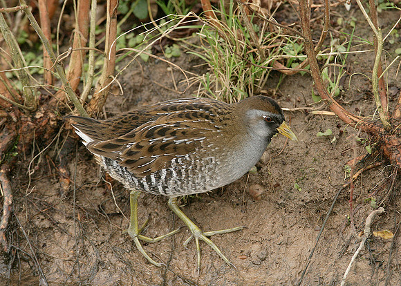 Sora Porzana carolina