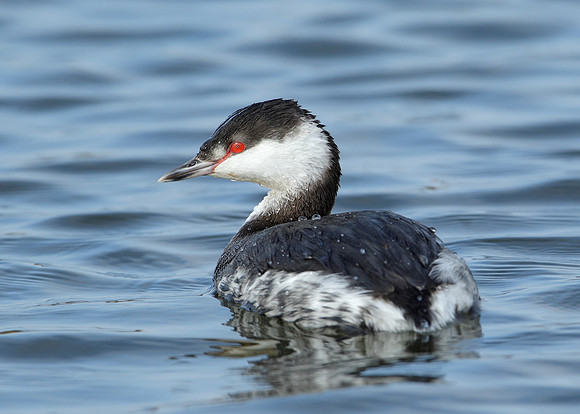 Slavonian Grebe Podiceps auritus