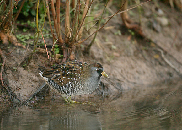 Sora Porzana carolina