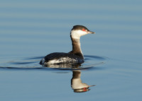 Slavonian Grebe Podiceps auritus