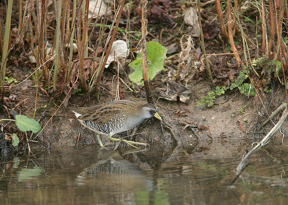 Sora Porzana carolina
