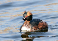 Slavonian Grebe Podiceps auritus