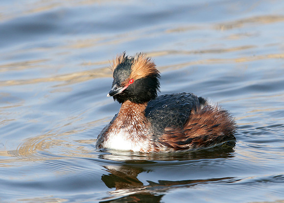 Slavonian Grebe Podiceps auritus