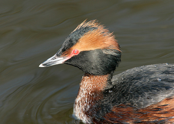 Slavonian Grebe Podiceps auritus