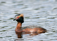 Slavonian Grebe Podiceps auritus