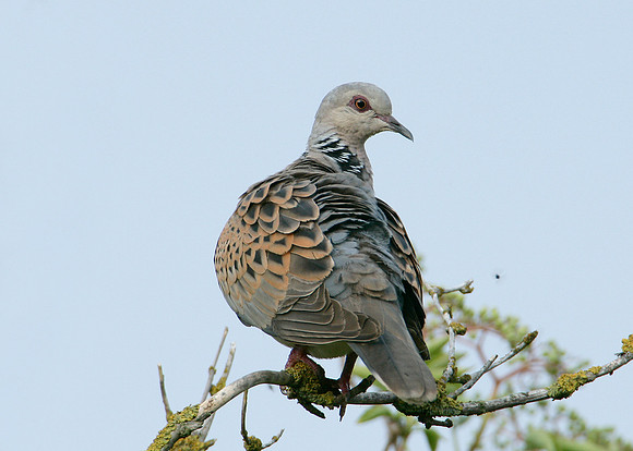 Turtle Dove Streptopelia turtur