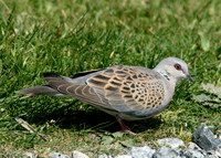Turtle Dove Streptopelia turtur