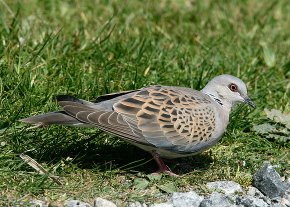 Turtle Dove Streptopelia turtur