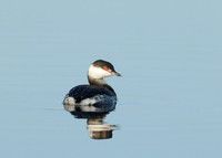 Slavonian Grebe Podiceps auritus