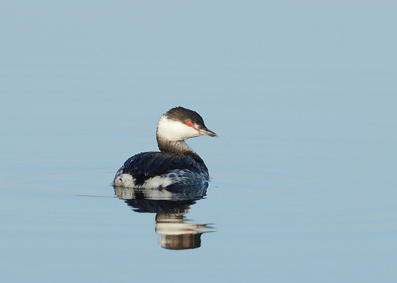 Slavonian Grebe Podiceps auritus