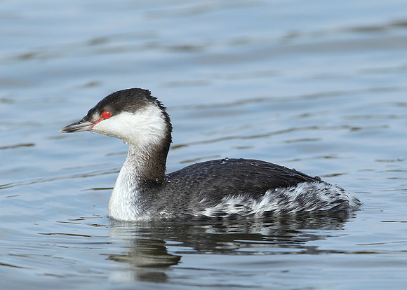 Slavonian Grebe Podiceps auritus