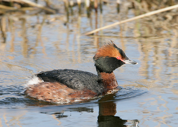 Slavonian Grebe Podiceps auritus