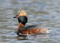 Slavonian Grebe Podiceps auritus