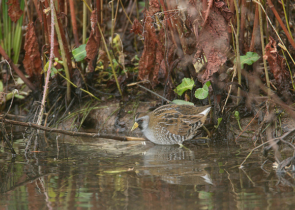 Sora Porzana carolina