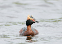 Slavonian Grebe Podiceps auritus