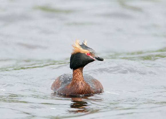 Slavonian Grebe Podiceps auritus