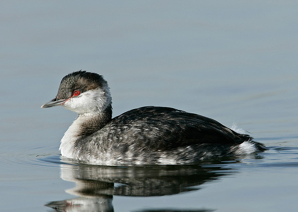 Slavonian Grebe Podiceps auritus