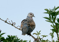 Turtle Dove Streptopelia turtur