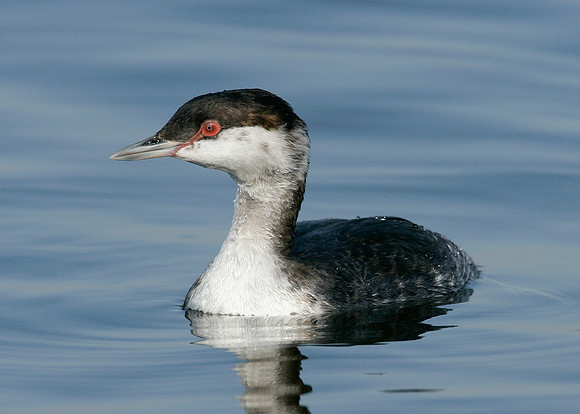 Slavonian Grebe Podiceps auritus