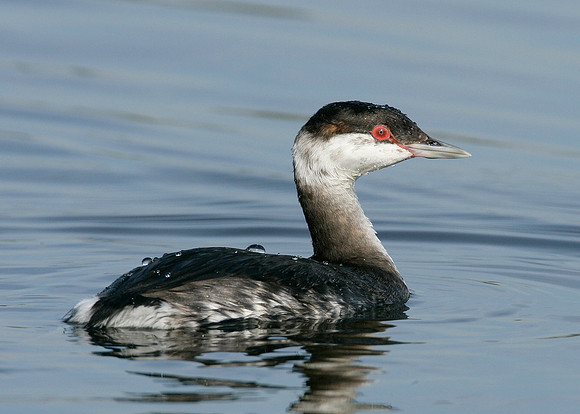 Slavonian Grebe Podiceps auritus
