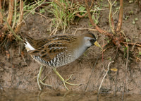 Sora Porzana carolina