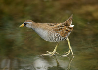Sora Porzana carolina