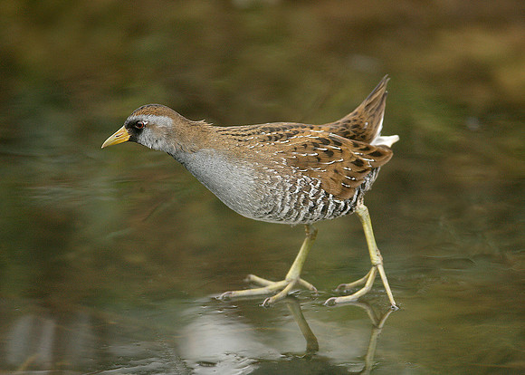 Sora Porzana carolina