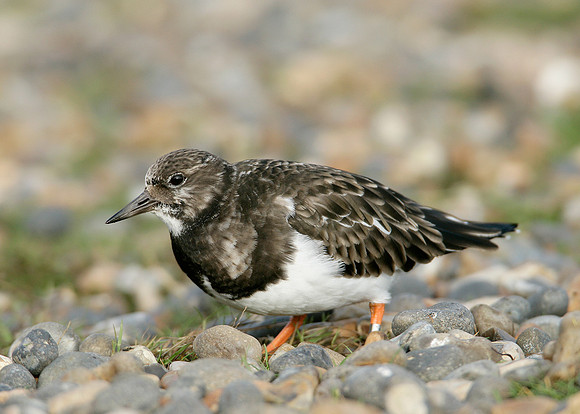 Turnstone Arenaria interpres