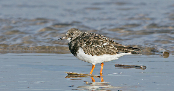Turnstone Arenaria interpres