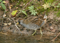 Sora Porzana carolina