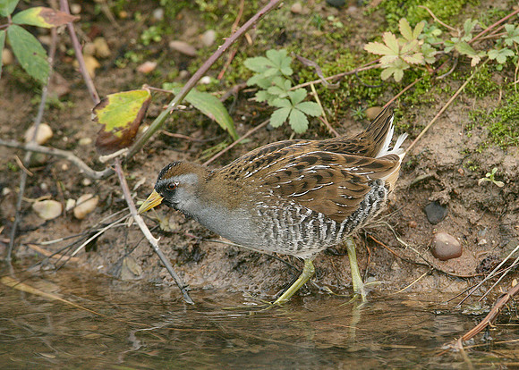 Sora Porzana carolina