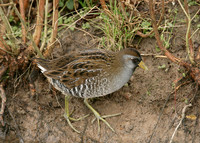 Sora Porzana carolina