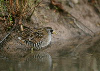 Sora Porzana carolina
