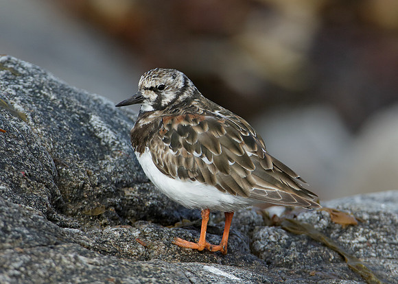Turnstone Arenaria interpres